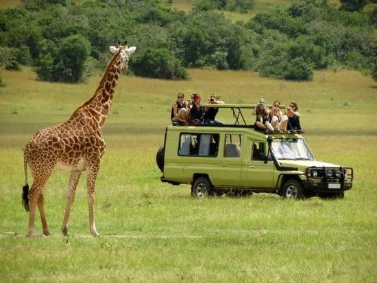 Safari Scene 1